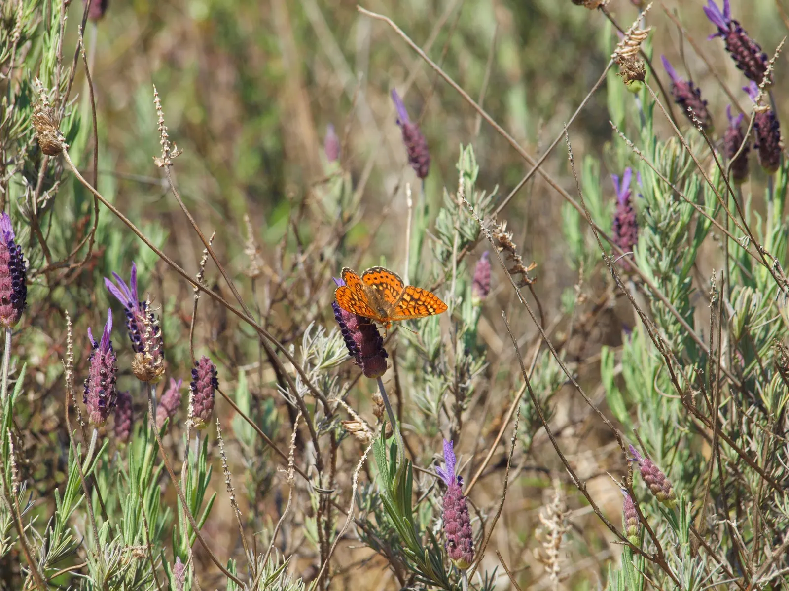 Lavender, Lavandin (Lavandula X Intermedia) — as poor drainage can lead to root rot