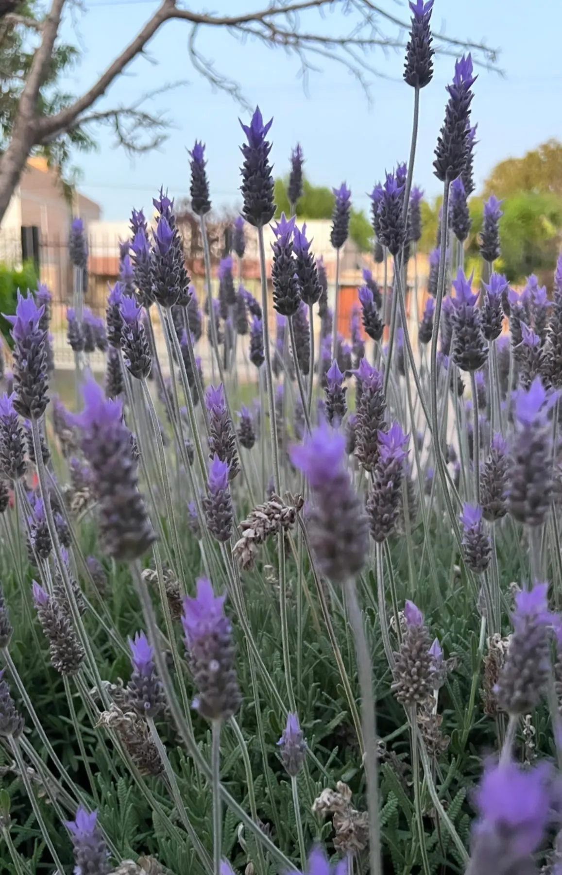 Lavender, Lavandin (Lavandula X Intermedia) — bear dense spikes of fragrant purple flowers that bloom from mid to late summer