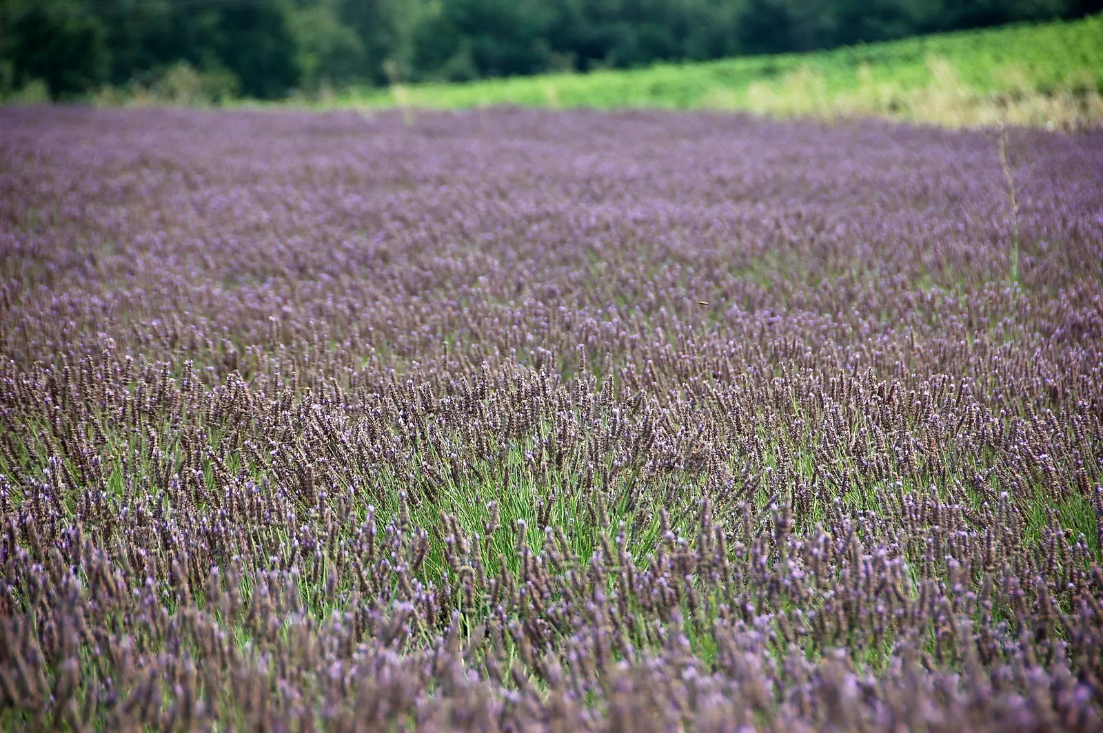 Lavender, Lavandin (Lavandula X Intermedia) — Lavandin attracts bees and butterflies while offering a picturesque blend of form and fragrance; silvery-gray