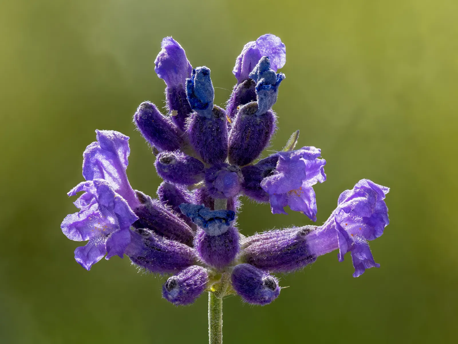 Lavender, Lavandin (Lavandula X Intermedia) — shrub with lavender and purple blooms; the blooms are beloved by bees and butterflies