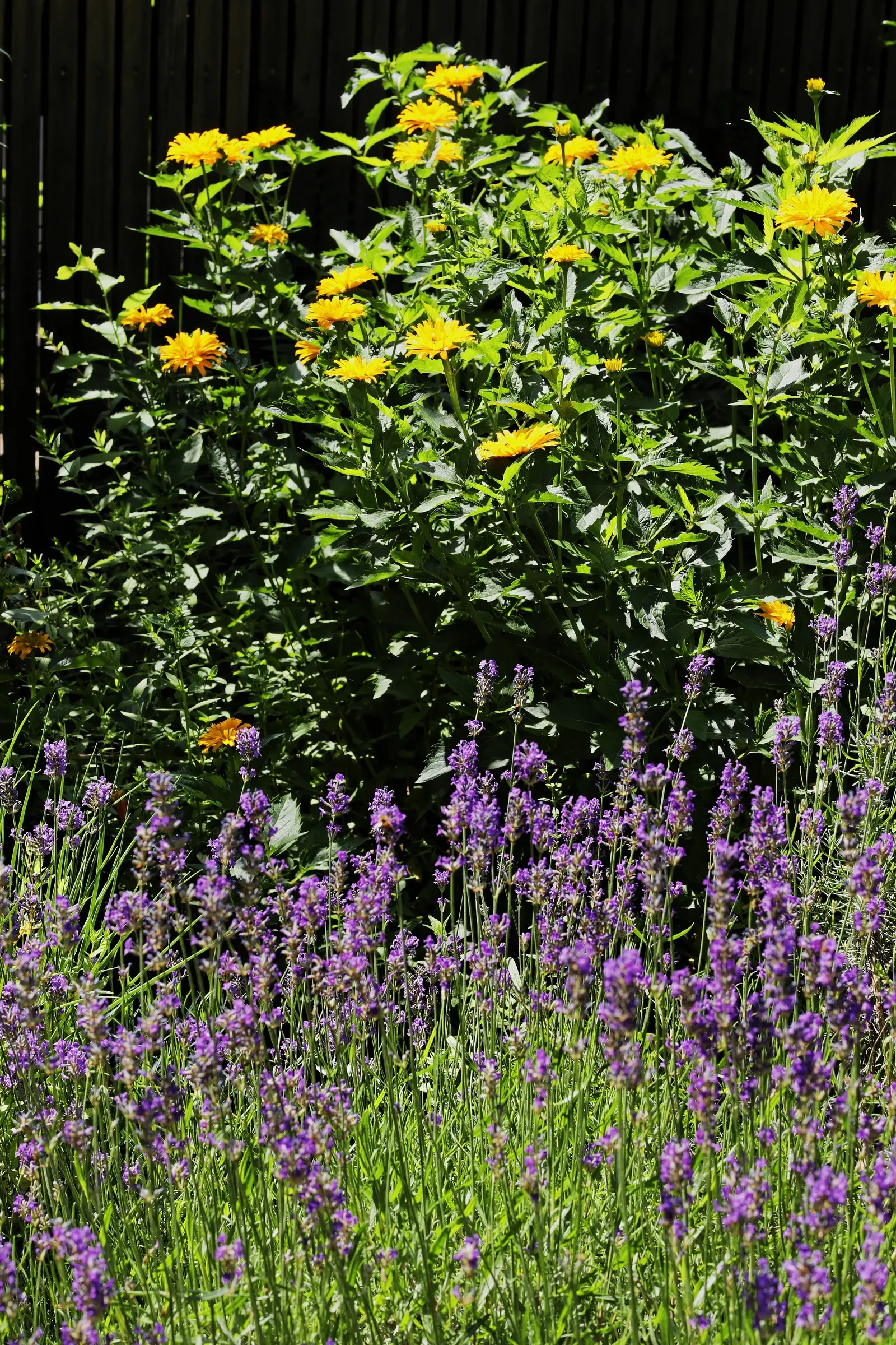 Lavender, Lavandin (Lavandula X Intermedia) — is a robust hybrid between English and Portuguese lavenders; lavandin forms a mound of silvery-green, image 50