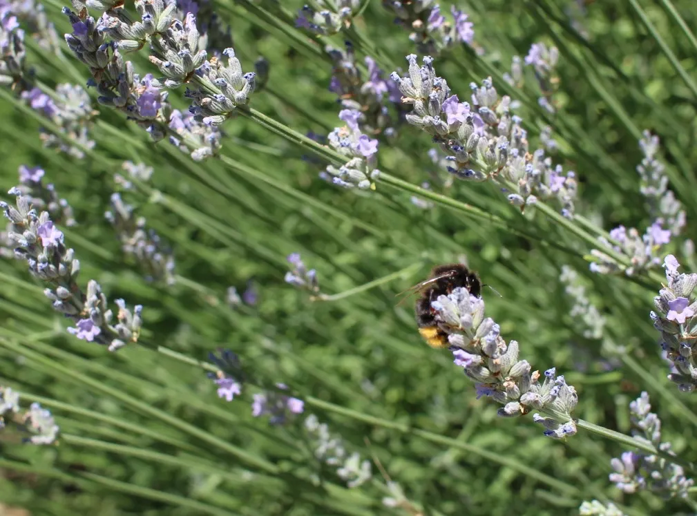 Lavender, Lavandin (Lavandula X Intermedia) — This aromatic perennial is prized for its larger size and higher oil content
