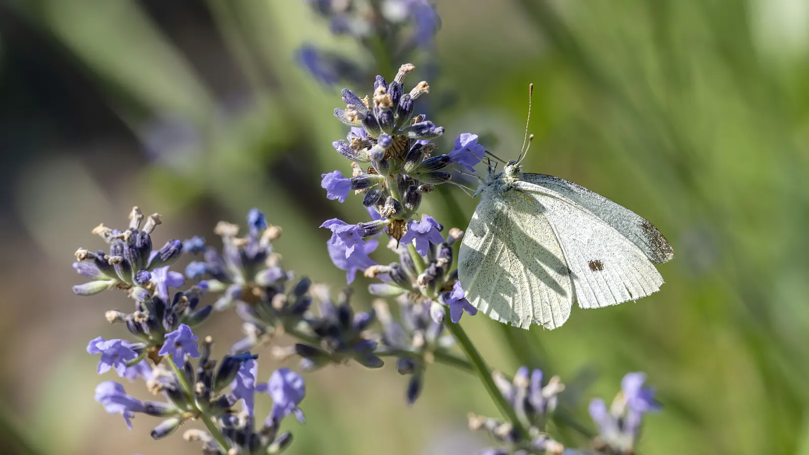 Lavender, Lavandin (Lavandula X Intermedia) — elegant stems up to 24 inches; as an evergreen shrub in milder climates, Lavandin adds year-round, image 51