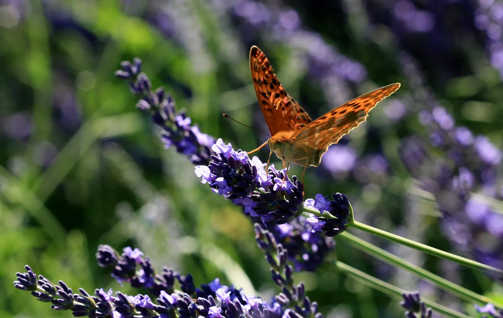 Lavender, Lavandin (Lavandula X Intermedia) — Its fragrant leaves can also be harvested for various uses; this aromatic perennial is prized for its larger size