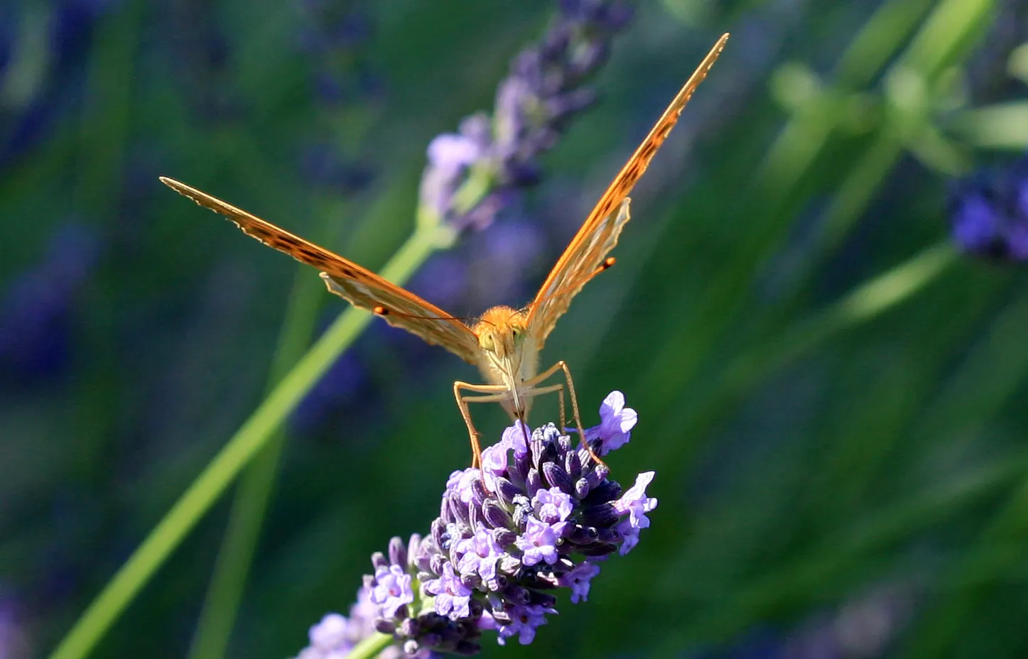 Lavender, Lavandin (Lavandula X Intermedia) — making Lavandin a multifunctional addition to any client's garden
