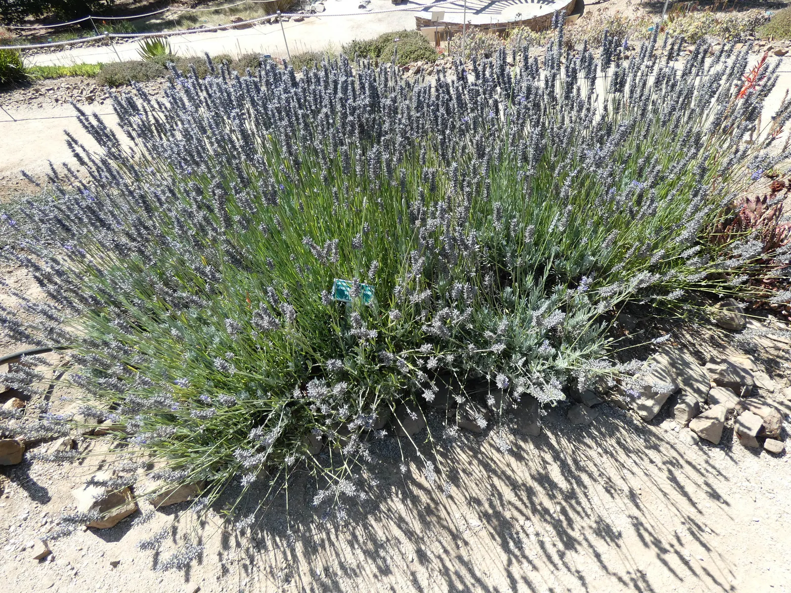 Lavender, Lavandin (Lavandula X Intermedia) — is a robust hybrid combining the best traits of its parents; extending above the foliage