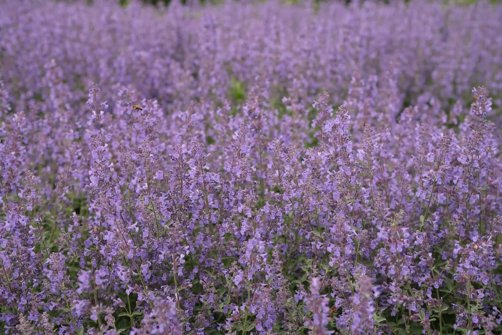 Lavender, Lavandin (Lavandula X Intermedia) — The blooms are beloved by bees and butterflies