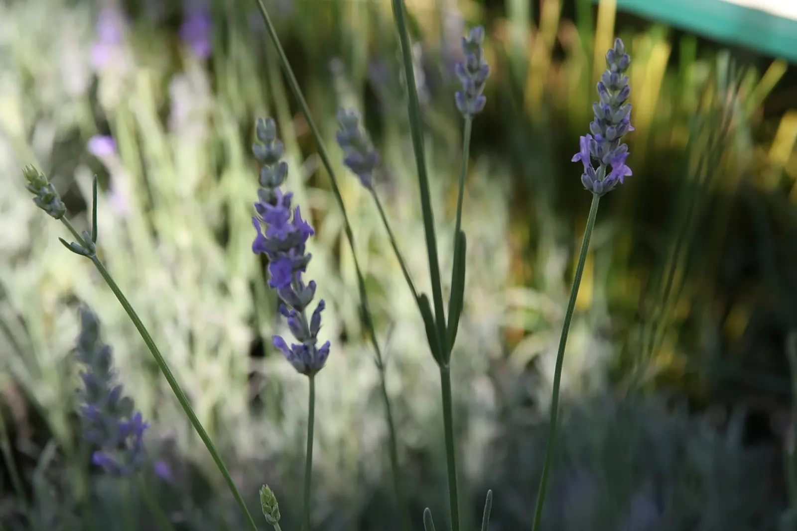 Lavender, Lavandin (Lavandula X Intermedia) — as poor drainage can lead to root rot; from aromatherapy to culinary