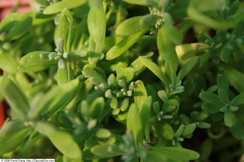 Lavender, Lavandin (Lavandula X Intermedia) — is a robust hybrid combining the best traits of its parents; extending above the foliage, image 57