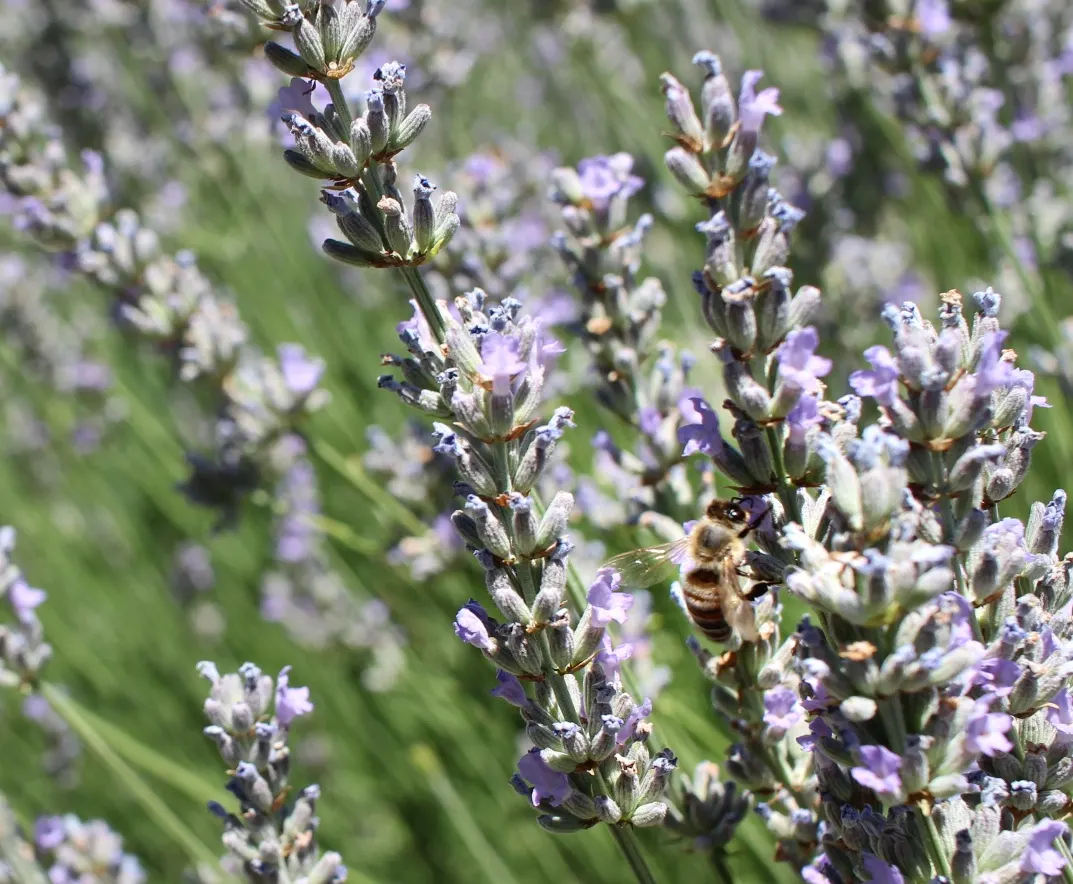 Lavender, Lavandin (Lavandula X Intermedia) — making Lavandin a multifunctional addition to any client's garden; shrub for full, image 69