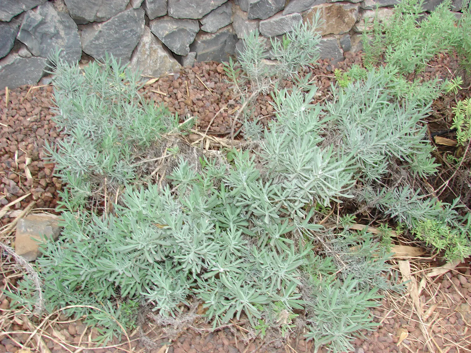 Lavender, Lavandin (Lavandula X Intermedia) — bear dense spikes of fragrant purple flowers that bloom from mid to late summer; ensure it is planted, image 85