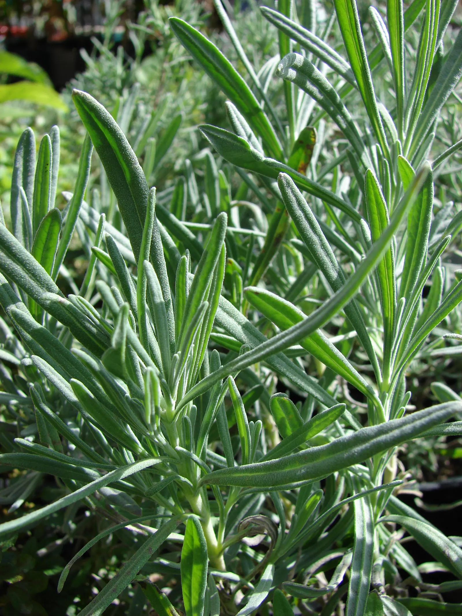 Lavender, Lavandin (Lavandula X Intermedia) — it's adorned with aromatic; commonly known as Lavandin, image 52