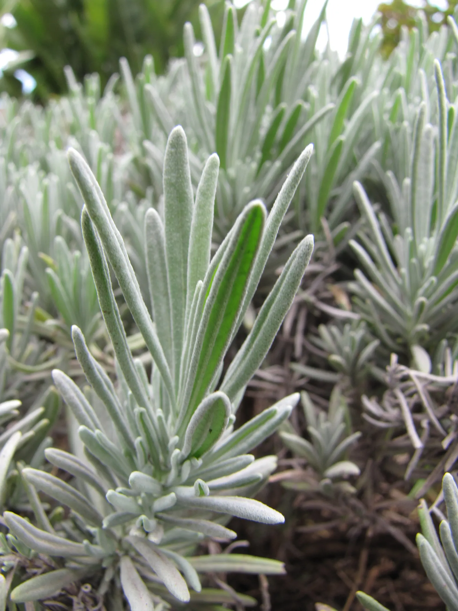 Lavender, Lavandin (Lavandula X Intermedia) — As an evergreen shrub in milder climates, Lavandin adds year-round structure to a landscape; elegant, image 66