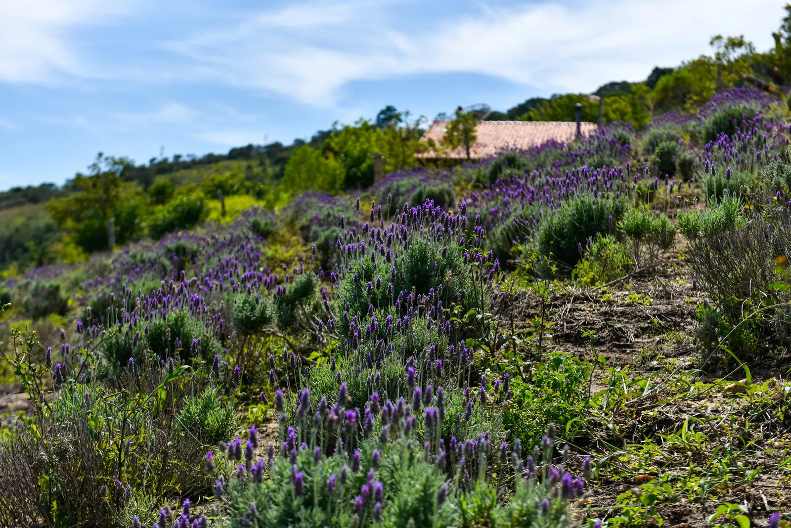 Lavender, Lavandin (Lavandula X Intermedia) — Ideal for borders and aromatic gardens; lavender and purple flowers in the garden, image 55