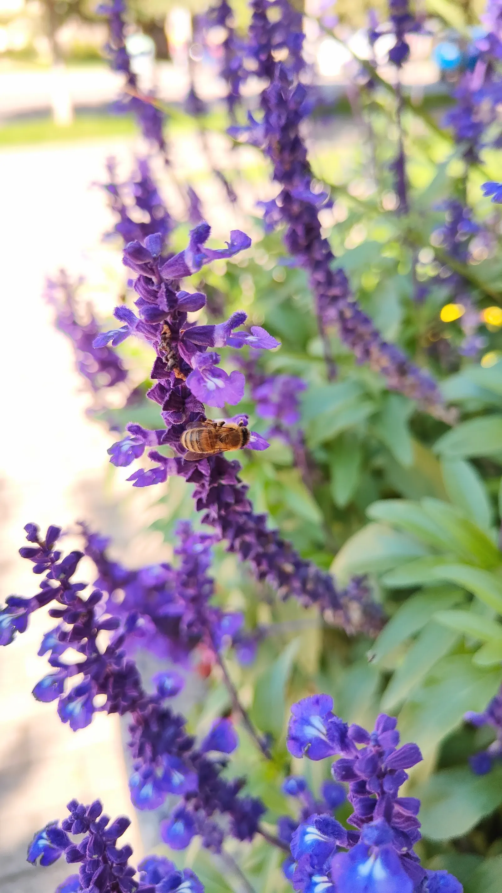 Lavender, Lavandin (Lavandula X Intermedia) — silvery-gray foliage and crowned with violet-blue flower spikes; lavandin attracts bees and, image 77