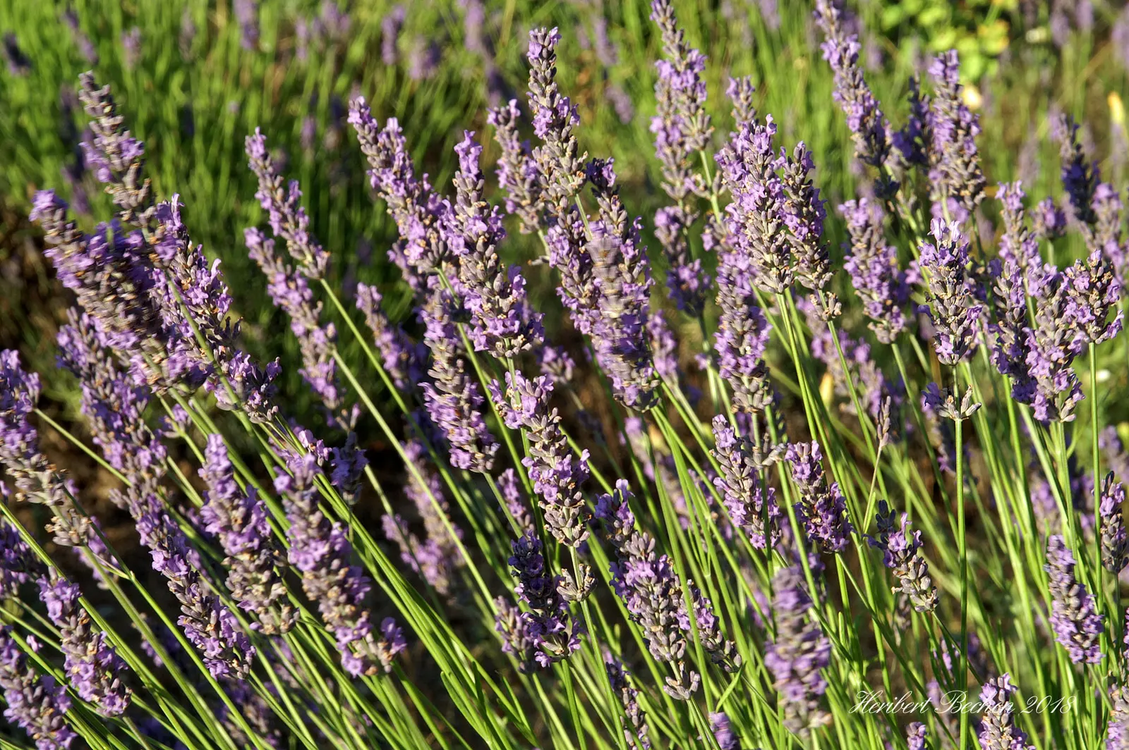 Lavender, Lavandin (Lavandula X Intermedia) — Its fragrant leaves can also be harvested for various uses