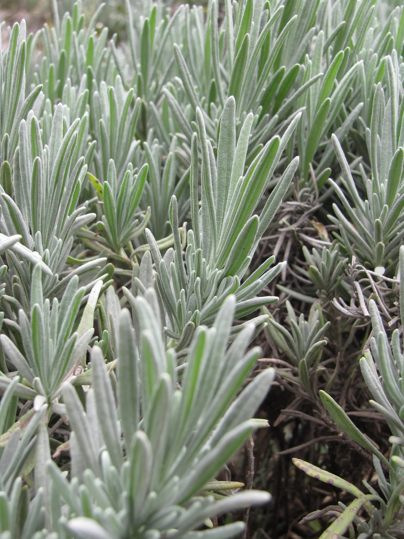 Lavender, Lavandin (Lavandula X Intermedia) — Ensure it is planted in well-drained soil with neutral to slightly alkaline pH; bear dense spikes of, image 64