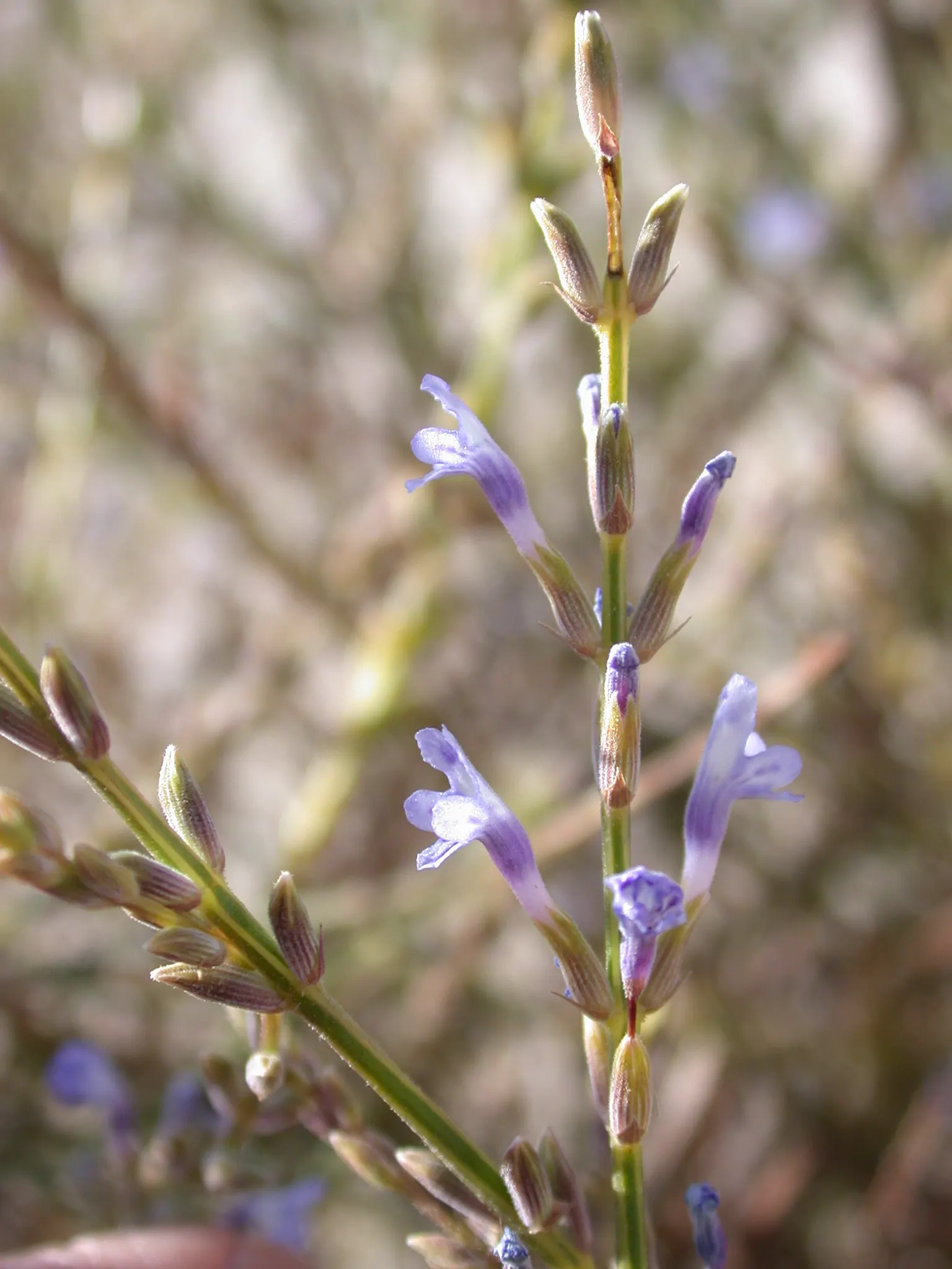 Lavender, Lavandin (Lavandula X Intermedia) — Lavandin attracts bees and butterflies while offering a picturesque blend of form and fragrance