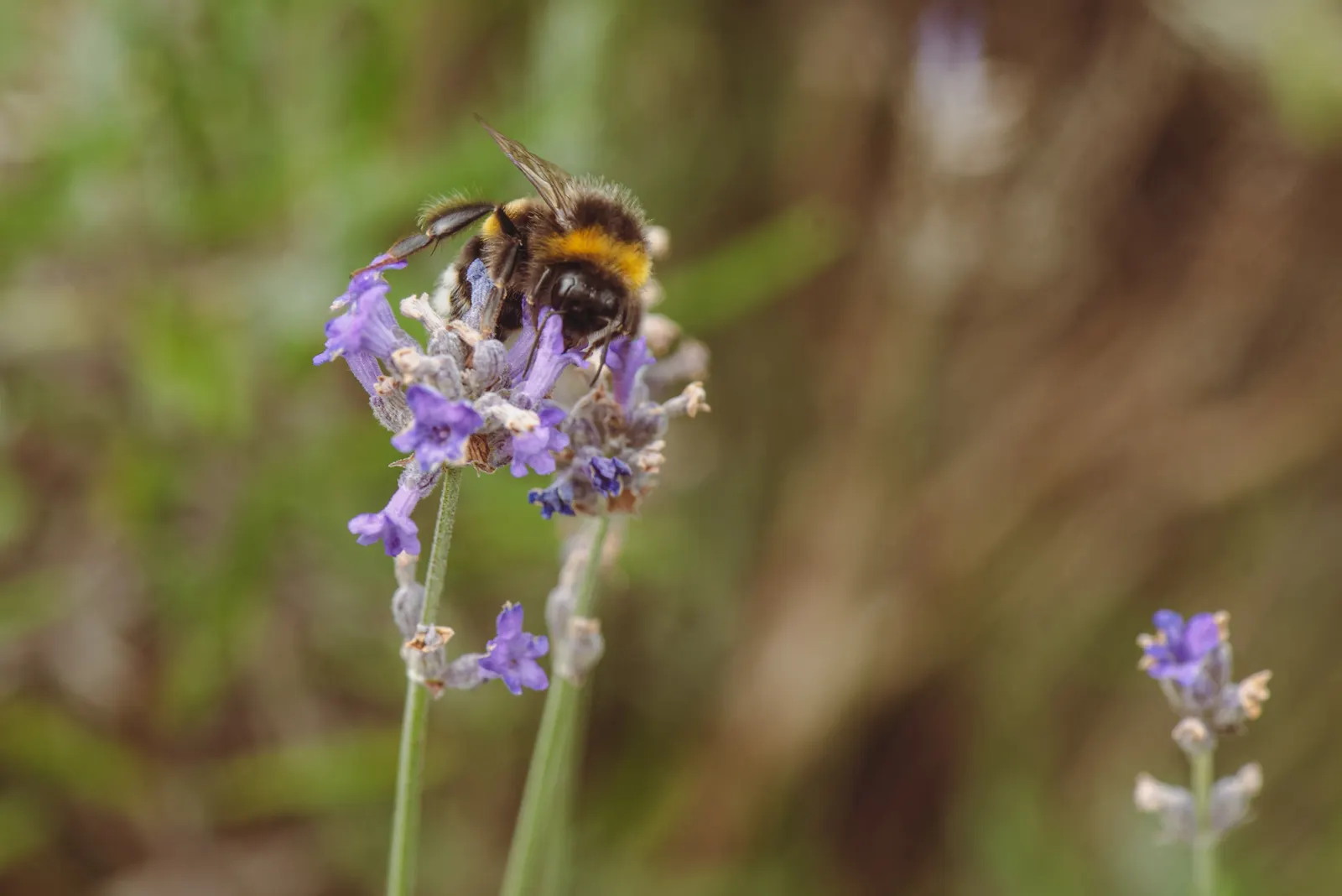 Lavender, Lavandin (Lavandula X Intermedia) — extending above the foliage; is a robust hybrid combining the best traits of its parents, image 84