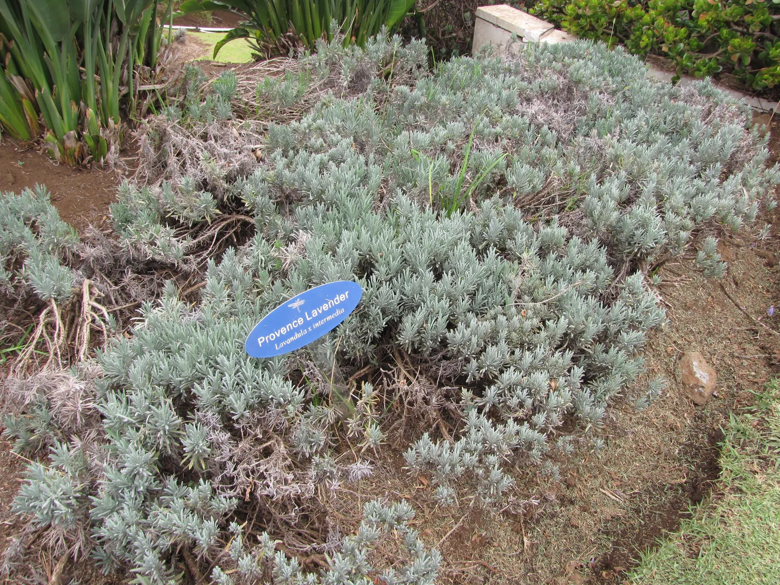 Lavender, Lavandin (Lavandula X Intermedia) — commonly known as Lavandin; it's adorned with aromatic, image 73