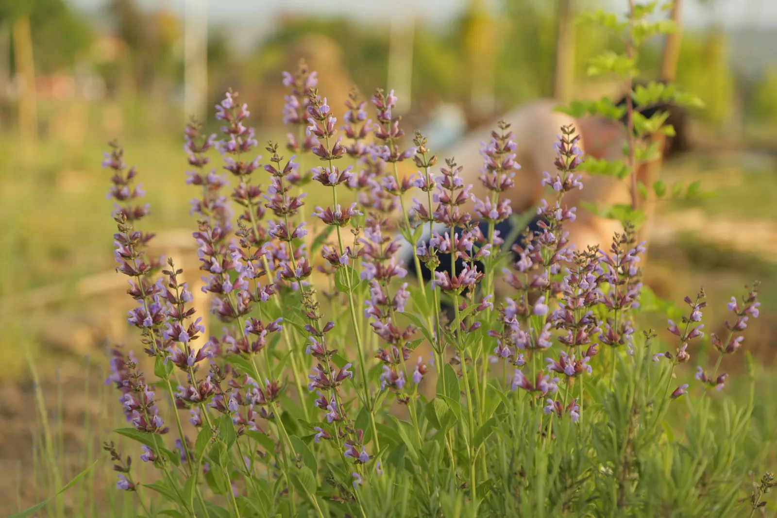 Lavender, Lavandin (Lavandula X Intermedia) — lavender and purple flowers in the garden; ideal for borders and aromatic gardens, image 70