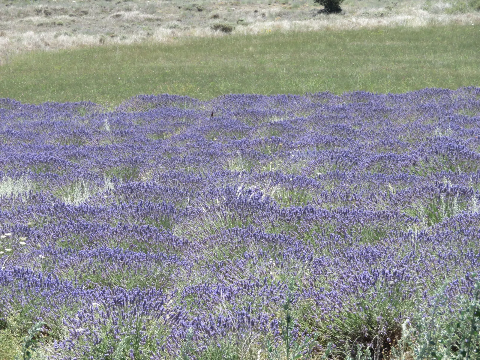 Lavender, Lavandin (Lavandula X Intermedia) — shrub for full; making Lavandin a multifunctional addition to any client's garden