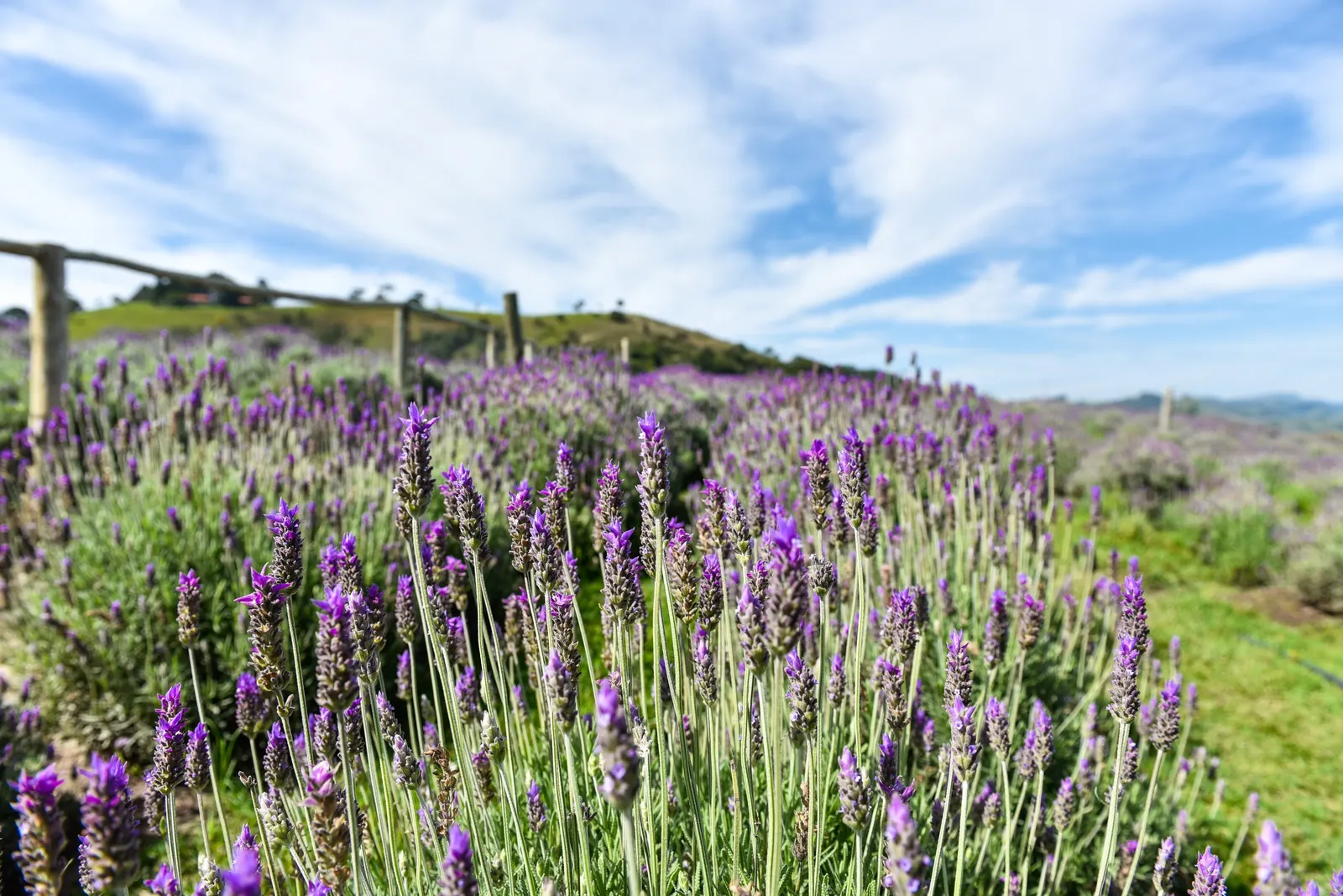 Lavender, Lavandin (Lavandula X Intermedia) — as poor drainage can lead to root rot; from aromatherapy to culinary, image 65