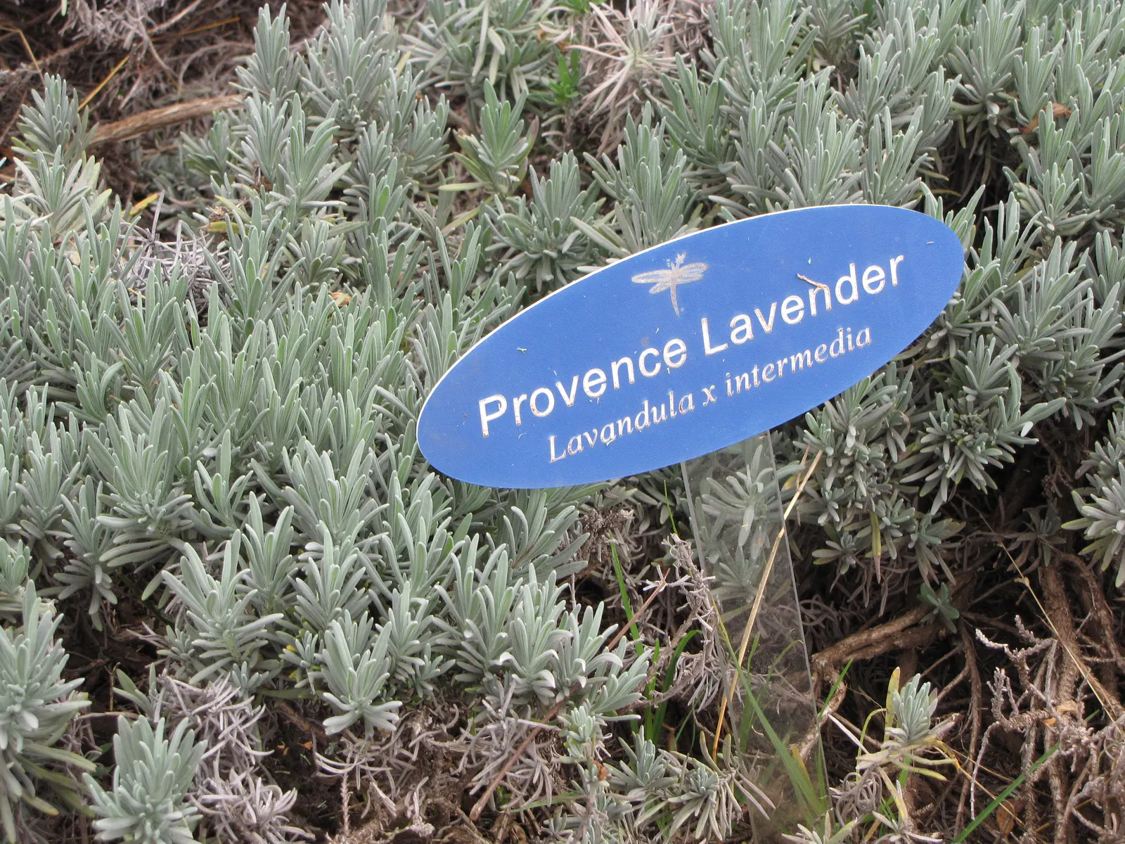 Lavender, Lavandin (Lavandula X Intermedia) — Lavandin attracts bees and butterflies while offering a picturesque blend of form and fragrance, image 80