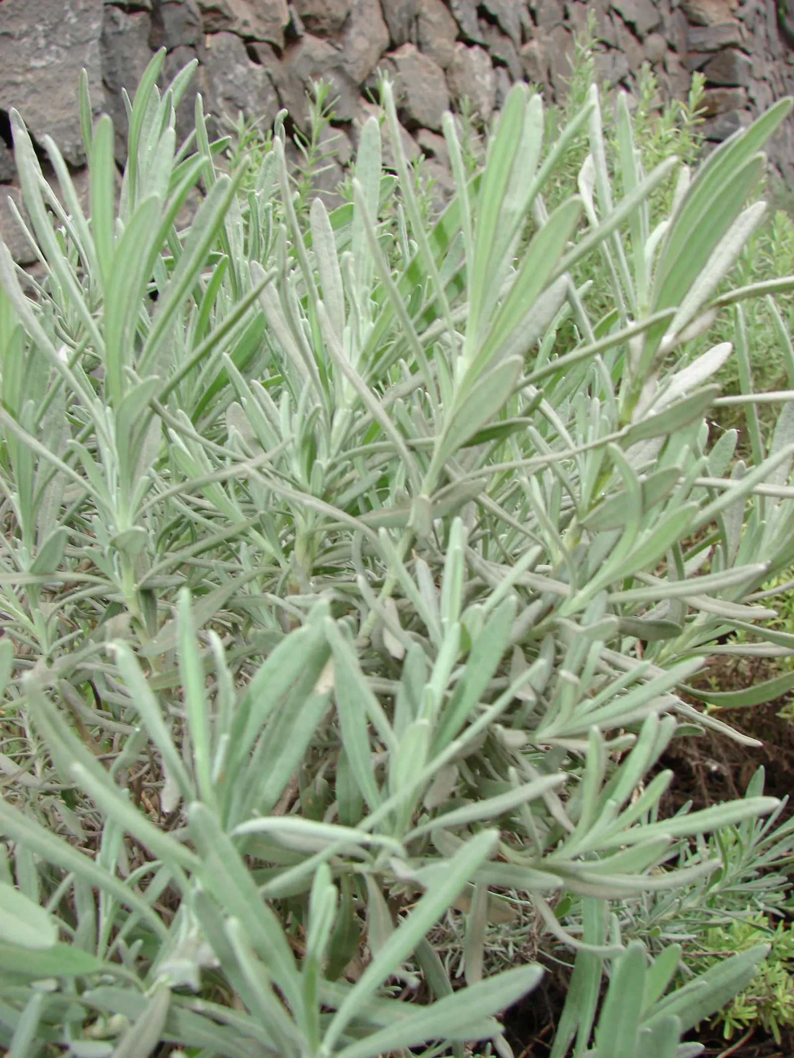 Lavender, Lavandin (Lavandula X Intermedia) — This sun-loving perennial thrives in well-drained soil, requiring minimal water once established, image 78