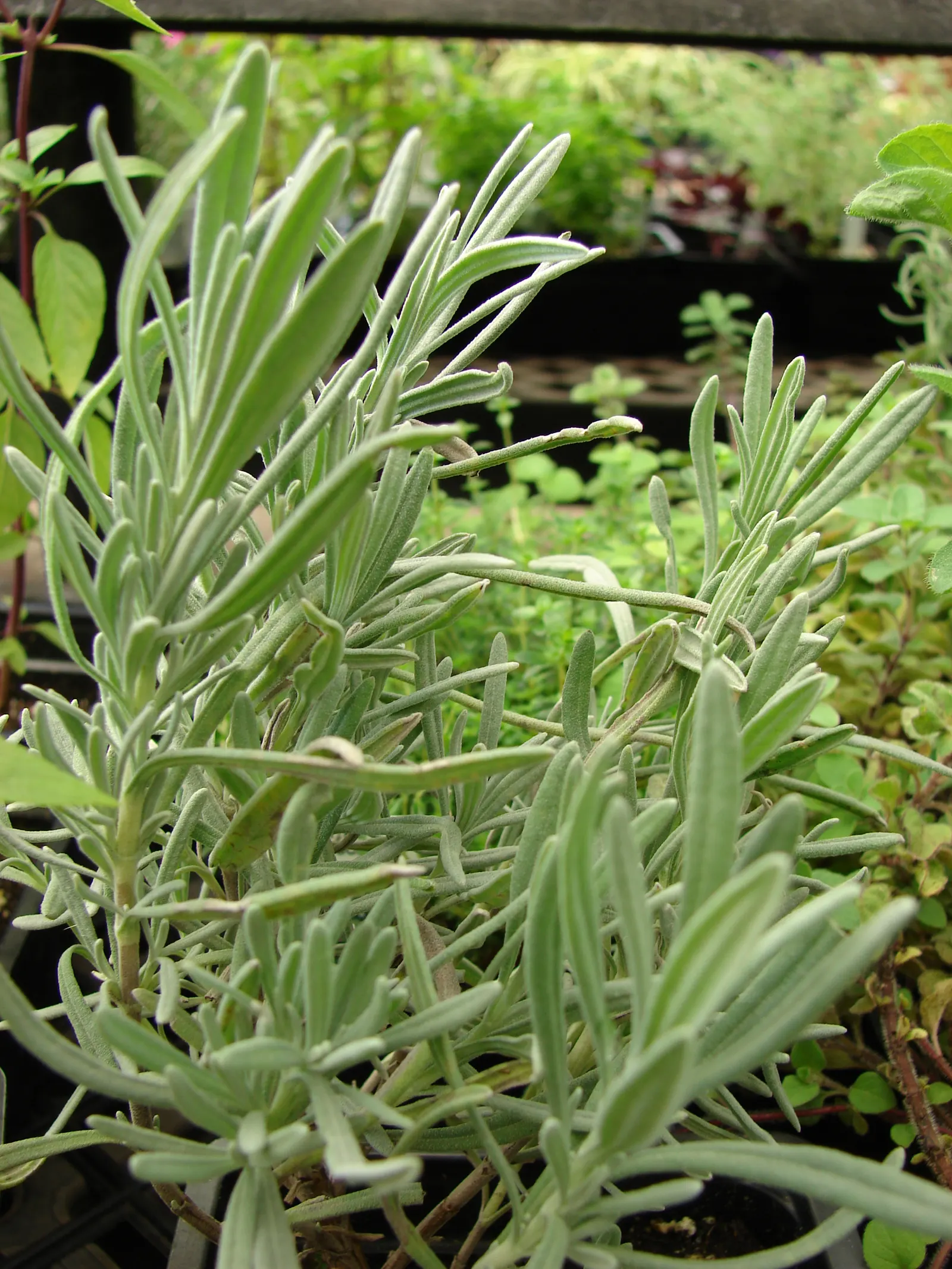 Lavender, Lavandin (Lavandula X Intermedia) — commonly known as Lavandin