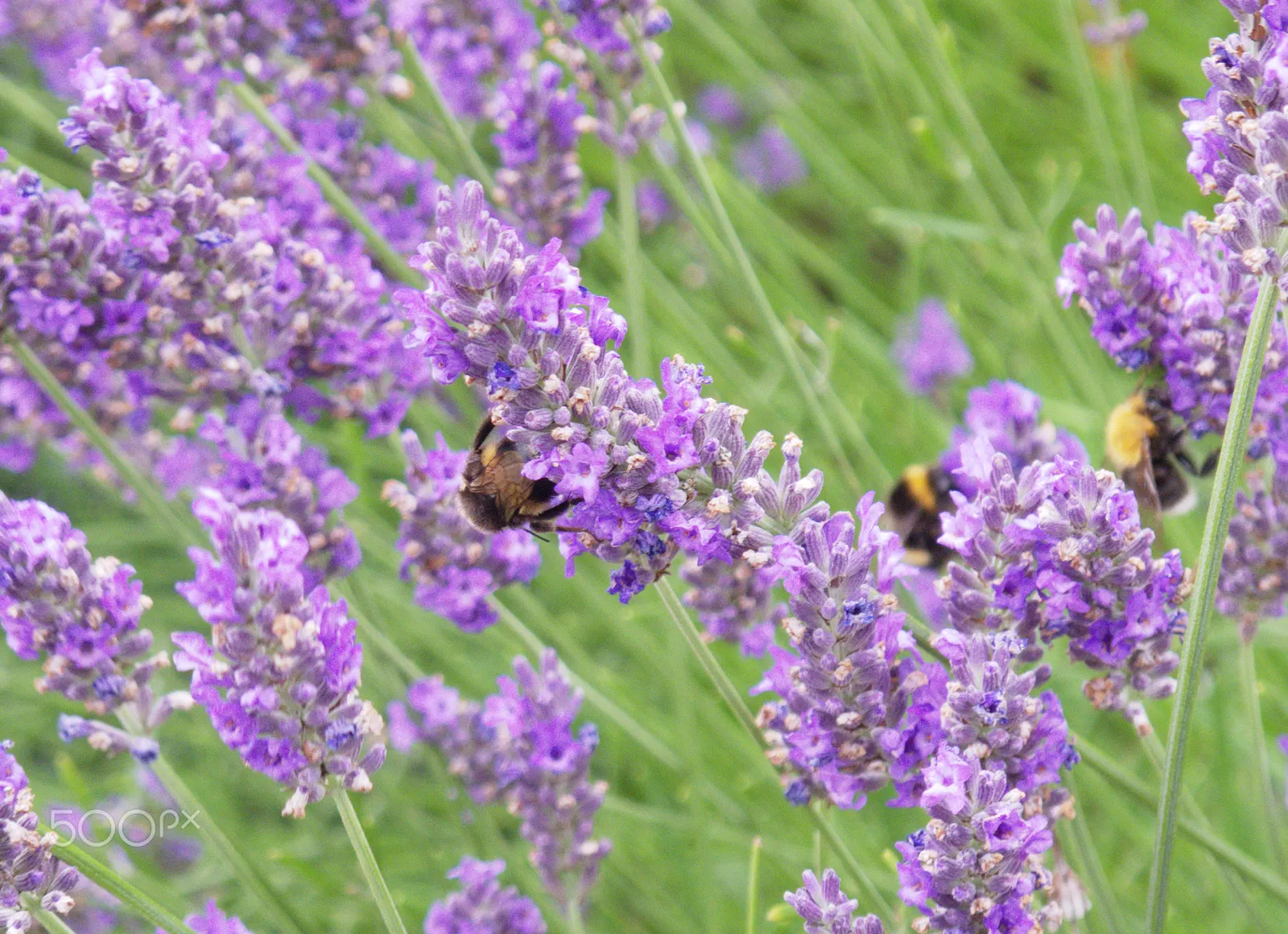 Lavender, Lavandin (Lavandula X Intermedia) — shrub for full; making Lavandin a multifunctional addition to any client's garden, image 72