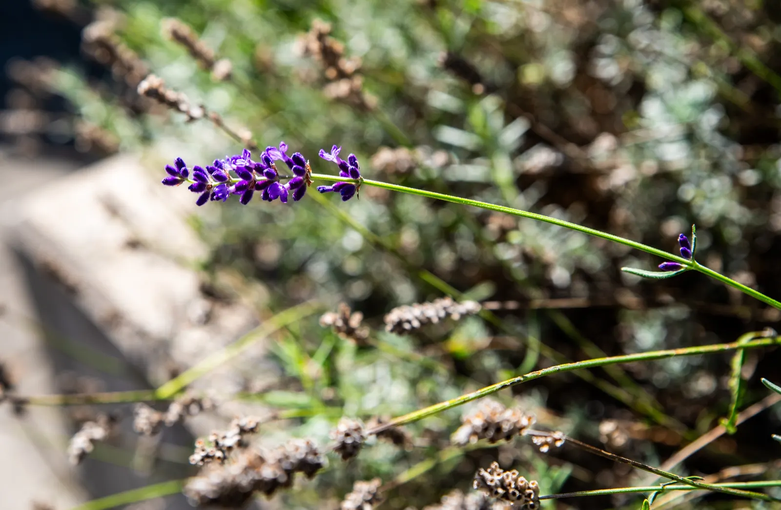 Lavender, Lavandin (Lavandula X Intermedia) — bear dense spikes of fragrant purple flowers that bloom from mid to late summer; ensure it is planted, image 61
