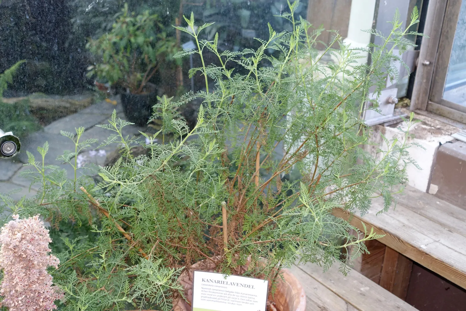 Lavender, Lavandin (Lavandula X Intermedia) — Ideal for borders and aromatic gardens