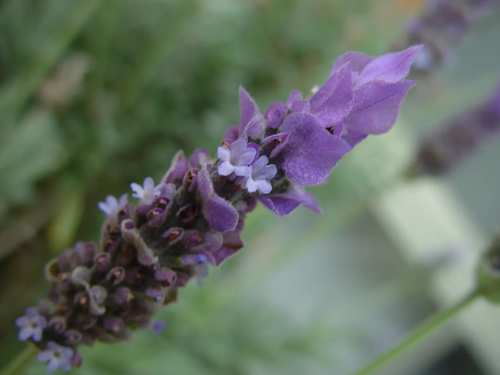 Lavender, Lavandin (Lavandula X Intermedia) — shrub with lavender and purple blooms; the blooms are beloved by bees and butterflies, image 71