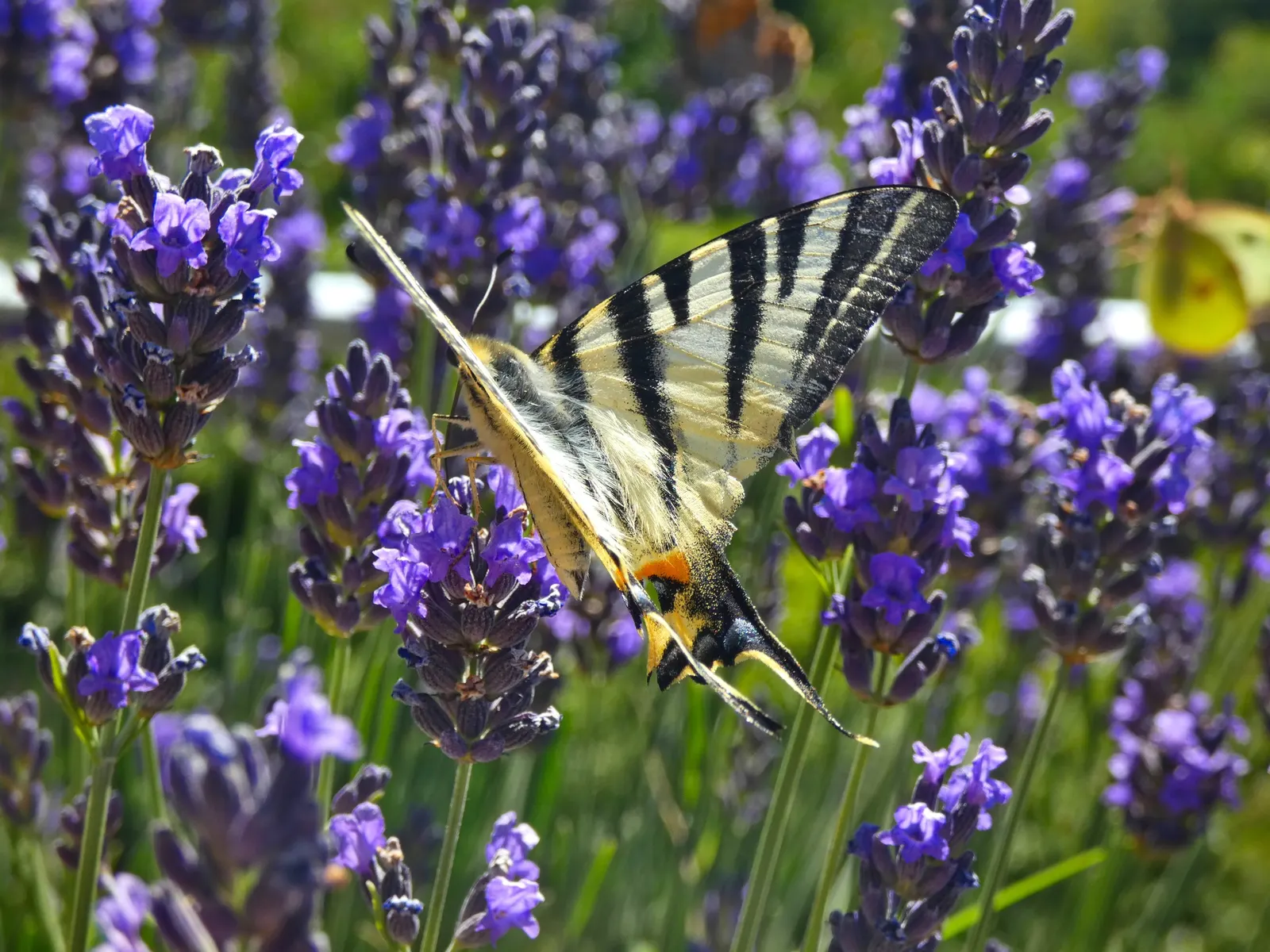 Lavender, Lavandin (Lavandula X Intermedia) — This sun-loving perennial thrives in well-drained soil, requiring minimal water once established, image 54