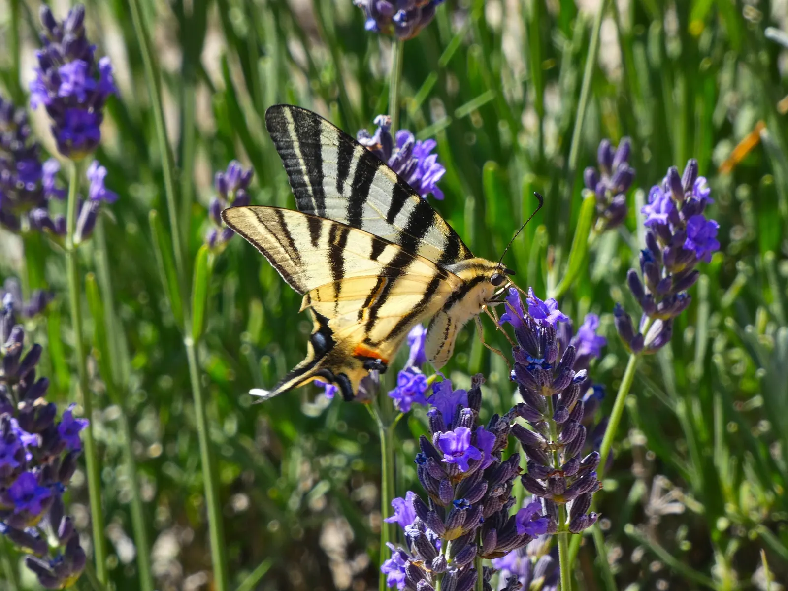 Lavender, Lavandin (Lavandula X Intermedia) — making Lavandin a multifunctional addition to any client's garden; shrub for full