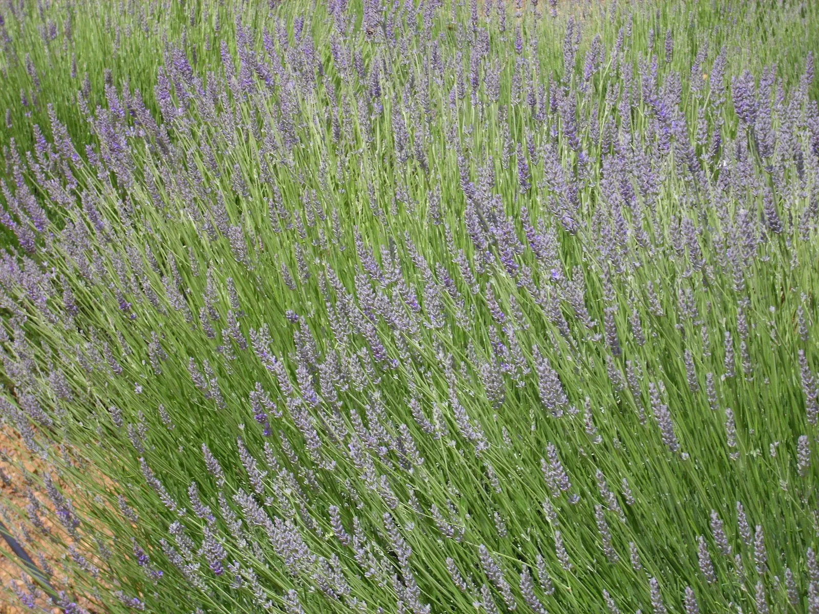 Lavender, Lavandin (Lavandula X Intermedia) — shrub with lavender and purple blooms