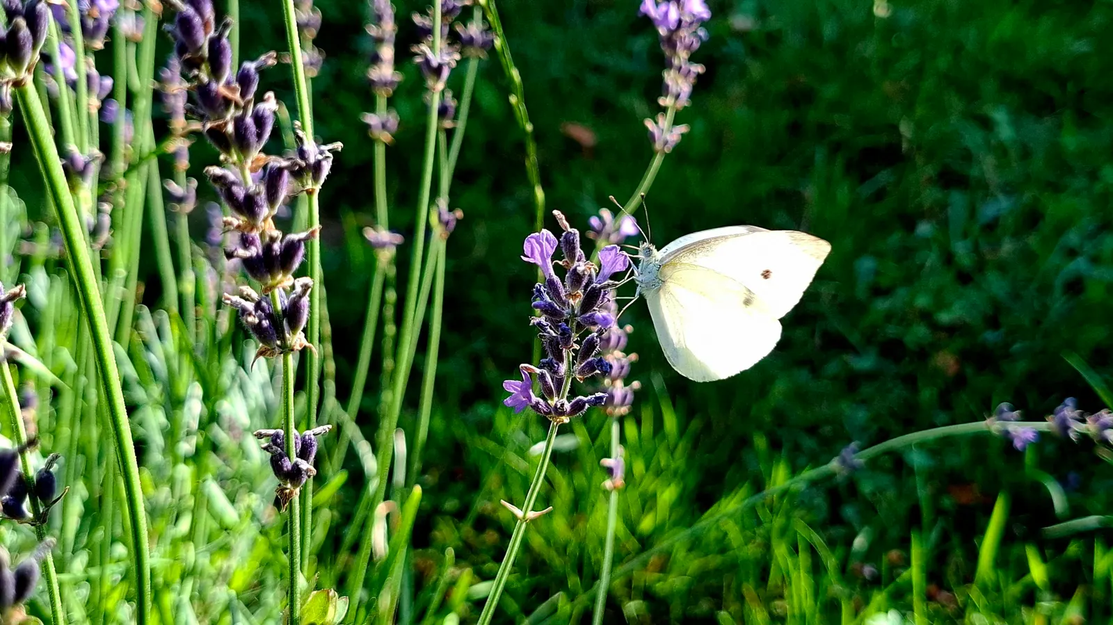 Lavender, Lavandin (Lavandula X Intermedia) — This sun-loving perennial thrives in well-drained soil, requiring minimal water once established