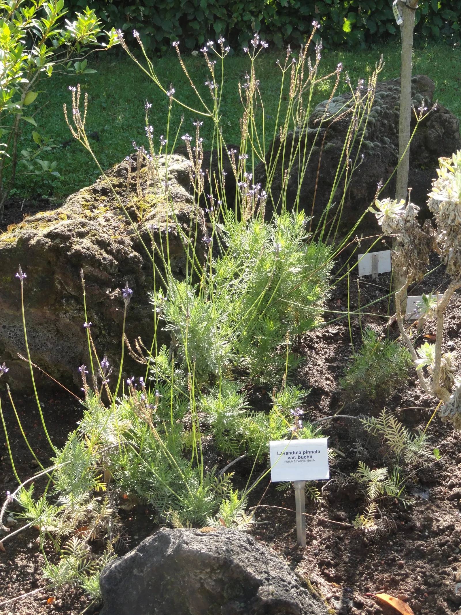 Lavender, Lavandin (Lavandula X Intermedia) — lavender and purple flowers in the garden; ideal for borders and aromatic gardens