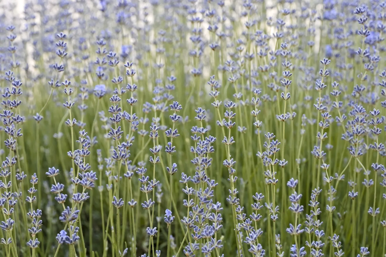 Lavender, Lavandin (Lavandula X Intermedia) — elegant stems up to 24 inches; as an evergreen shrub in milder climates, Lavandin adds year-round structure to a