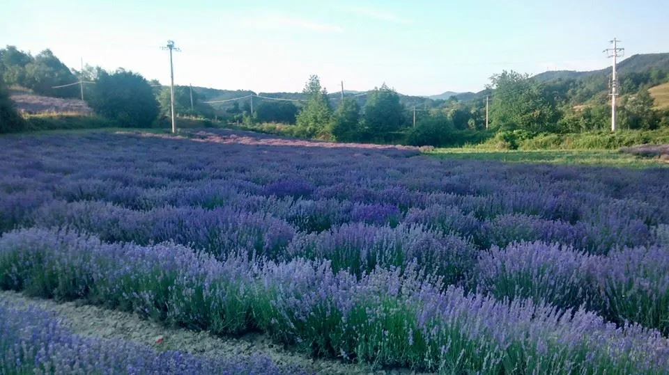 Lavender, Lavandin (Lavandula X Intermedia) — Lavandin forms a mound of silvery-green foliage; is a robust hybrid between English and Portuguese, image 83