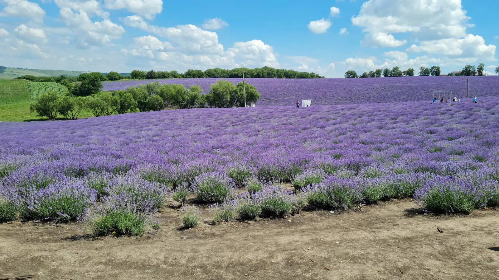 Lavender, Lavandin (Lavandula X Intermedia) — Ideal for borders and aromatic gardens; lavender and purple flowers in the garden, image 79