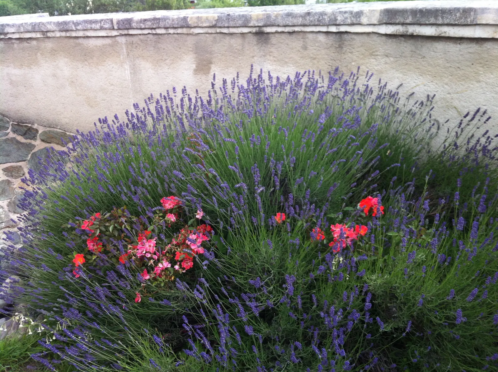Lavender, Lavandin (Lavandula X Intermedia) — Its fragrant leaves can also be harvested for various uses; this aromatic perennial is prized for its, image 67