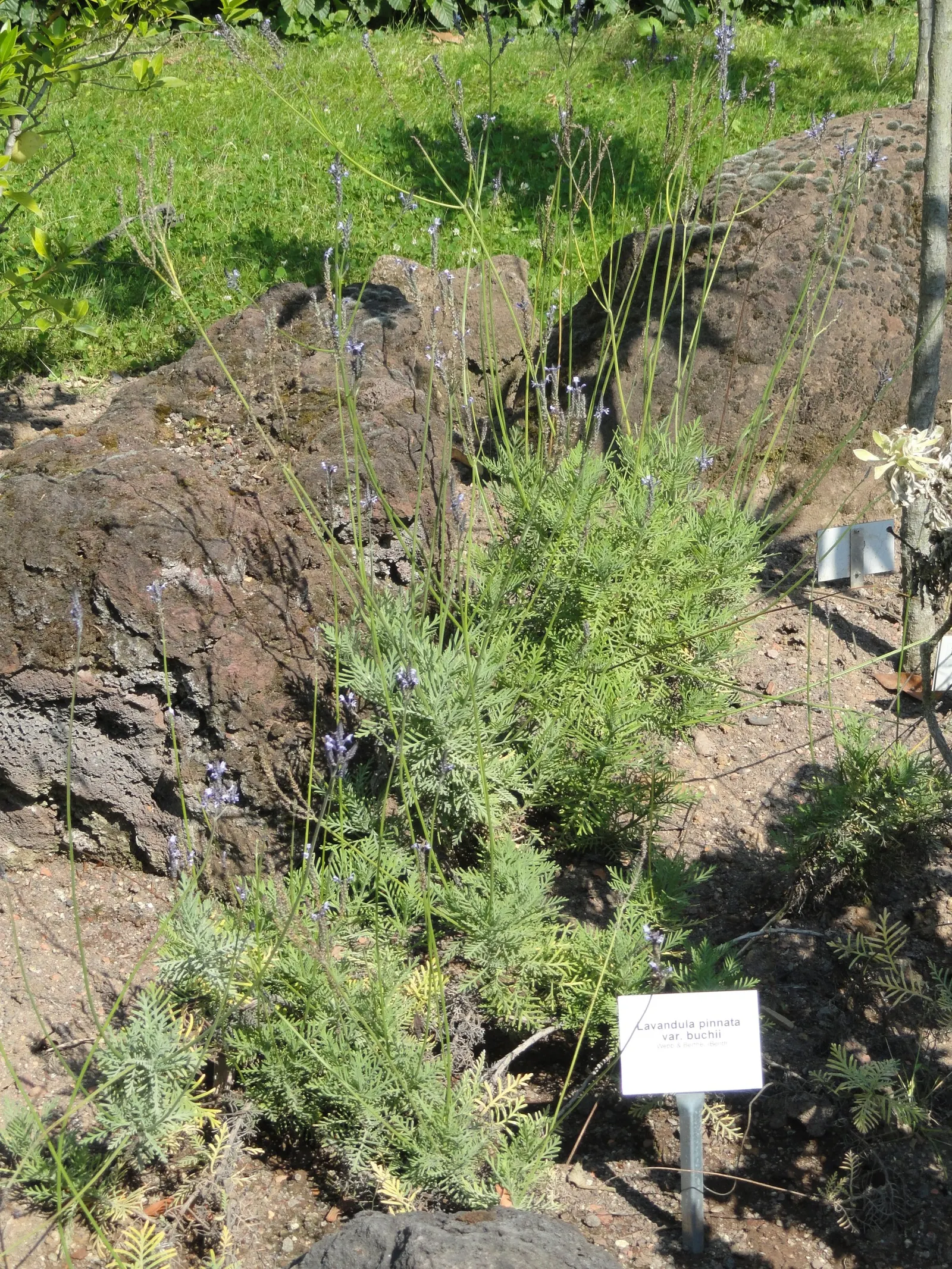 Lavender, Lavandin (Lavandula X Intermedia) — it's adorned with aromatic; commonly known as Lavandin