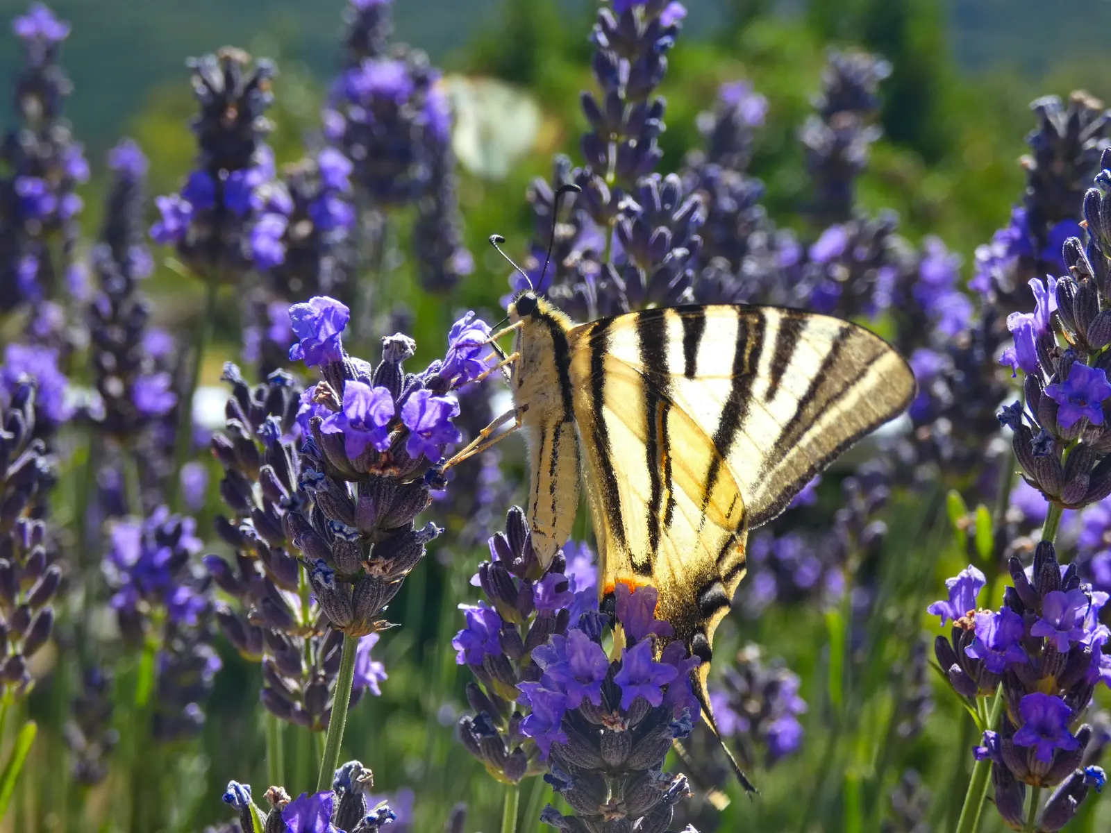 Lavender, Lavandin (Lavandula X Intermedia) — The blooms are beloved by bees and butterflies; shrub with lavender and purple blooms