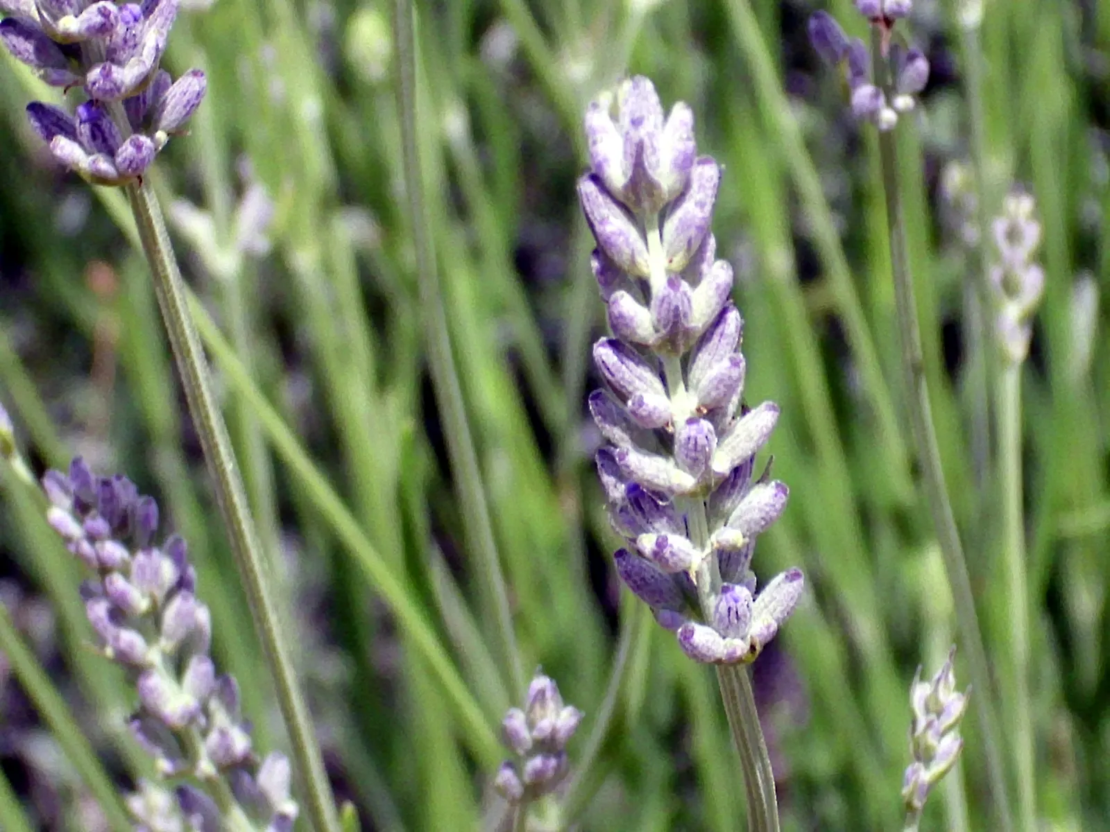 Lavender, Lavandin (Lavandula X Intermedia) — is a robust hybrid combining the best traits of its parents