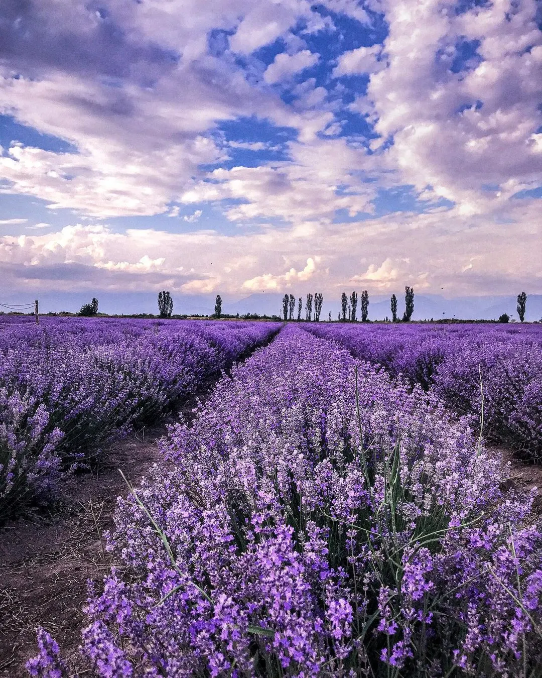 Lavender, Lavandin (Lavandula X Intermedia) — preferring full sun exposure to produce its best flower display; this sun-loving perennial thrives in, image 63