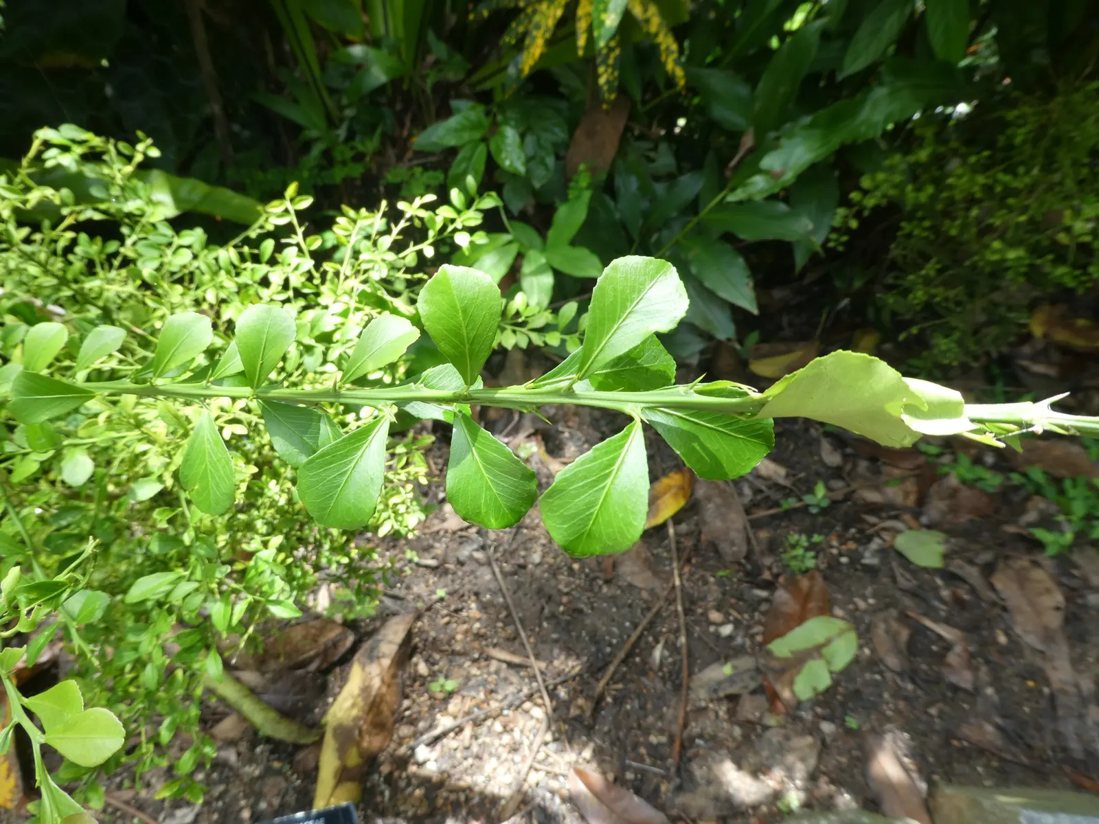 Australian Finger Lime (Citrus Australasica) — It showcases slender, cylindrical fruits, 2-3 inches long, bursting with tangy, caviar-like, image 38