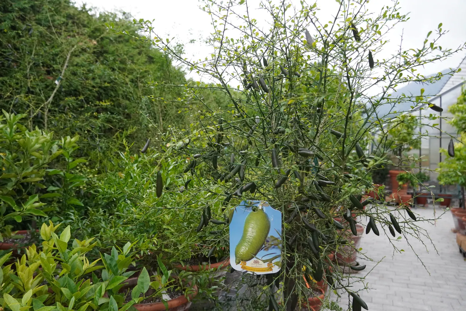 Australian Finger Lime (Citrus Australasica) — though the plant can tolerate partial shade.<br><br>In landscape designs; hardy in USDA zones 9-11, it's an