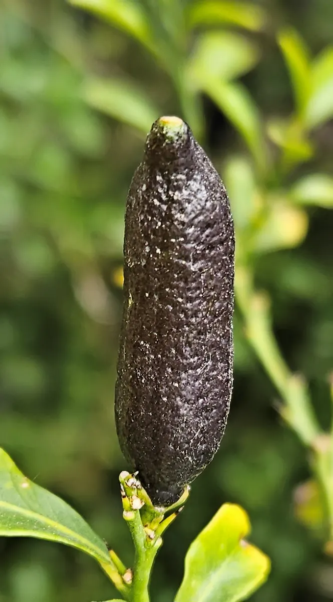 Australian Finger Lime (Citrus Australasica) — It prefers well-draining, slightly acidic soil with consistent moisture